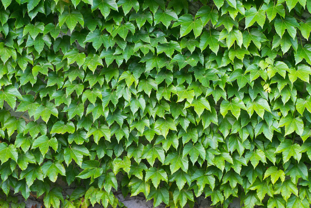 wall covered with green creeper plant background - Photo, Image