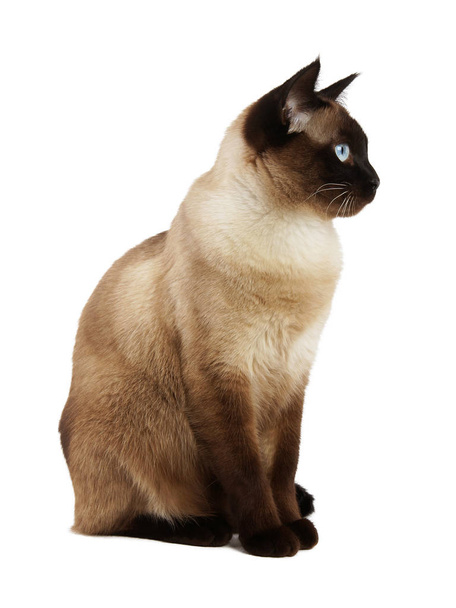 вид сбоку сиамской кошки, изолированной на белом
 - Фото, изображение