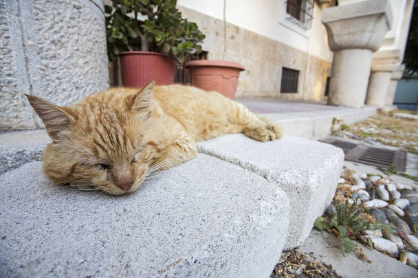 Бездомный кот на улице
 - Фото, изображение