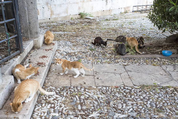 Sokak sokak kedisi - Fotoğraf, Görsel