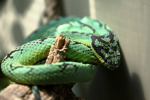 grüne sri lanka pit viper - Foto, Bild