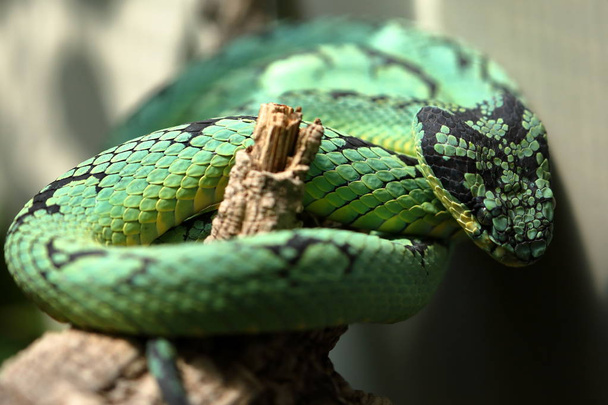 Vihreä Sri Lankan varikkokyy
 - Valokuva, kuva
