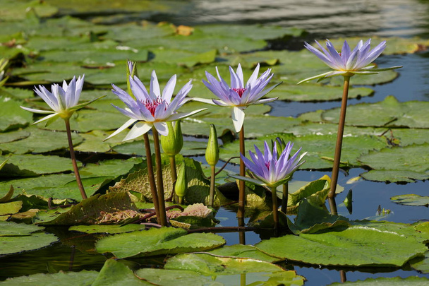 Waterlelies in het bloom - Foto, afbeelding
