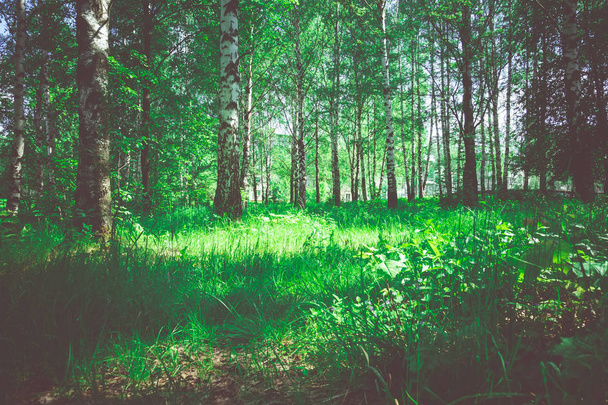 Feuilles vertes lumineuses sur les arbres et les buissons, été dans le parc municipal filtré
. - Photo, image