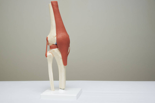 Modèle artificiel d'articulation du genou humain dans le bureau médical
 - Photo, image
