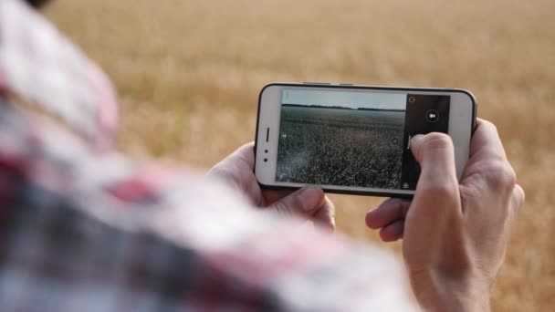 Agricultor tomando fotos del rendimiento de los cultivos de trigo
 - Imágenes, Vídeo