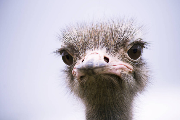 funny ostrich head close-up on a summer farm - Foto, afbeelding