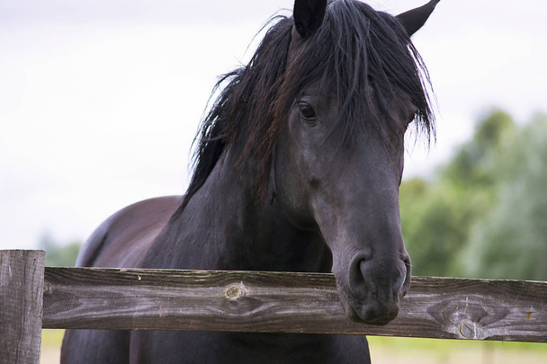 pretty horse on a farm near a wooden fence in summer - Zdjęcie, obraz