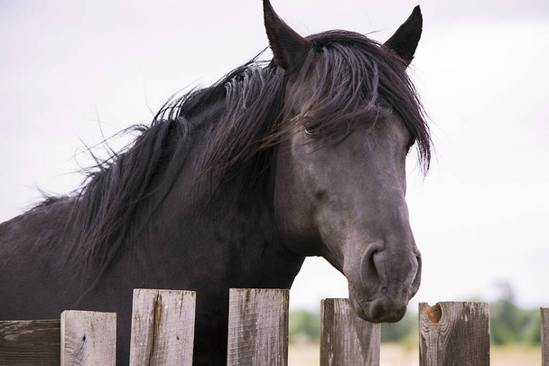 pretty horse on a farm near a wooden fence in summer - Фото, изображение