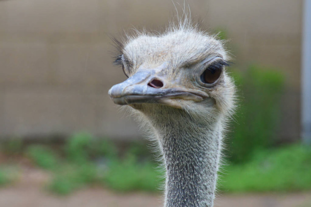 Close up of an ostrich - Фото, зображення