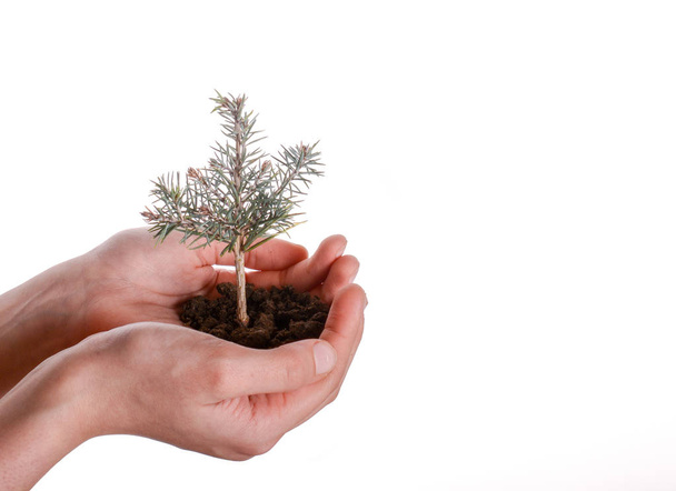 Green tree seedling in handful soil in hand on an isolated background - Φωτογραφία, εικόνα