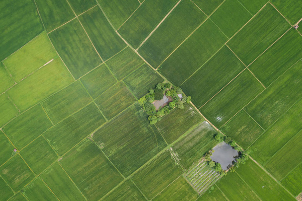 Letecký pohled od létající dron. Krásné zelené oblasti mladých rýžové pole nebo louku v období dešťů v Severní Thajsko - Fotografie, Obrázek