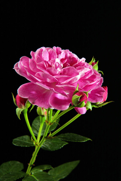 Pink rose flowers dark background - Zdjęcie, obraz