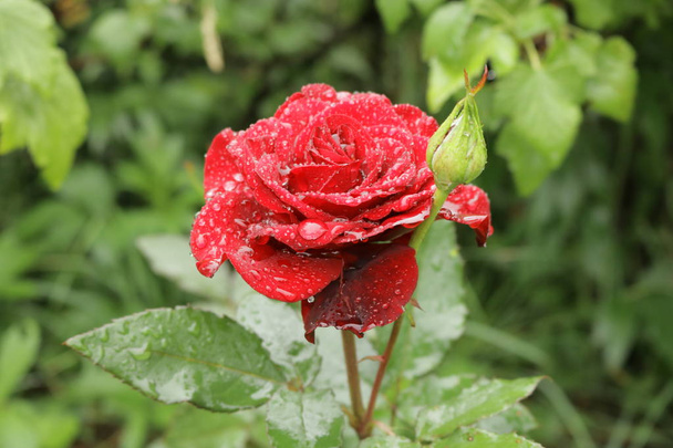 Czerwona róża jasne w krople deszczu. - Zdjęcie, obraz