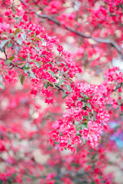 ピンクの桜の背景 - 写真・画像