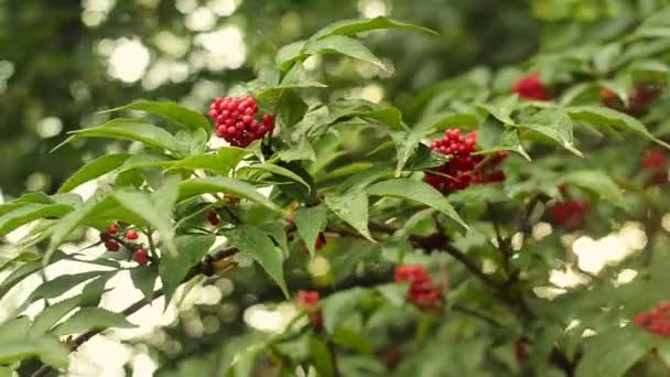 Κόκκινο elderberry στον κλάδο υπό το απαλό φως του ήλιου. - Πλάνα, βίντεο