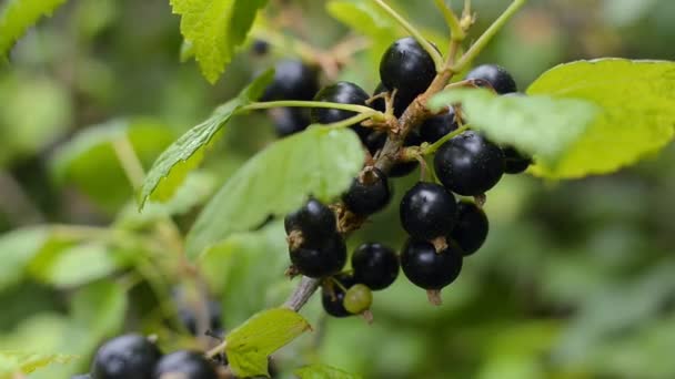 Big branch of fresh organic black currant in the garden. Closeup shot. - Footage, Video