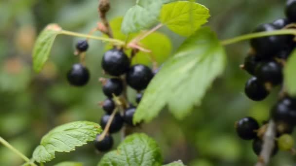 Branch of fresh organic black currant in the garden. Selective focus. - Footage, Video