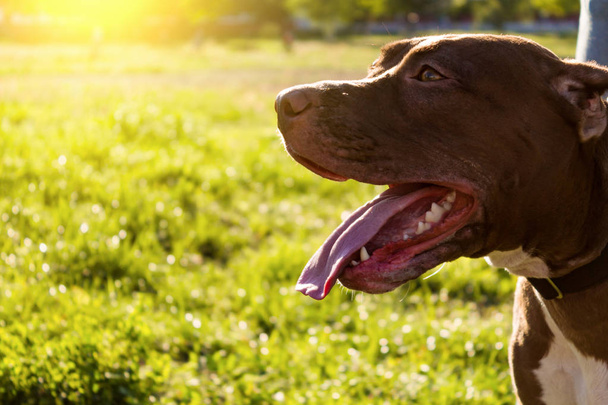 Amerikanischer Pitbull Terrier aus nächster Nähe auf der Straße. Porträt eines roten Hundes - Foto, Bild