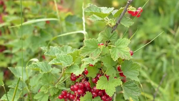 Closeup of several clusters of juicy ripe red currant berries. - Footage, Video