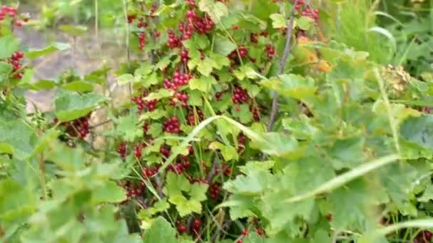 Several clusters of big ripe red currant berries. - Footage, Video