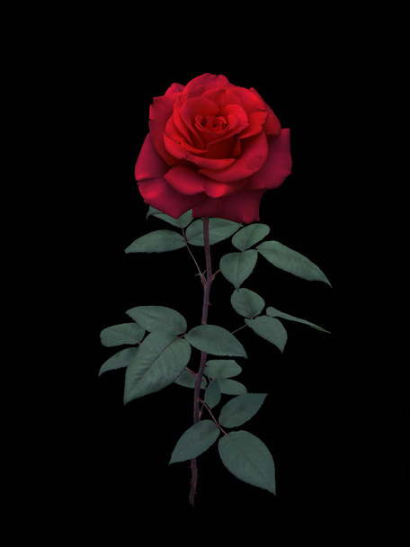 Dark red rose - Fotó, kép