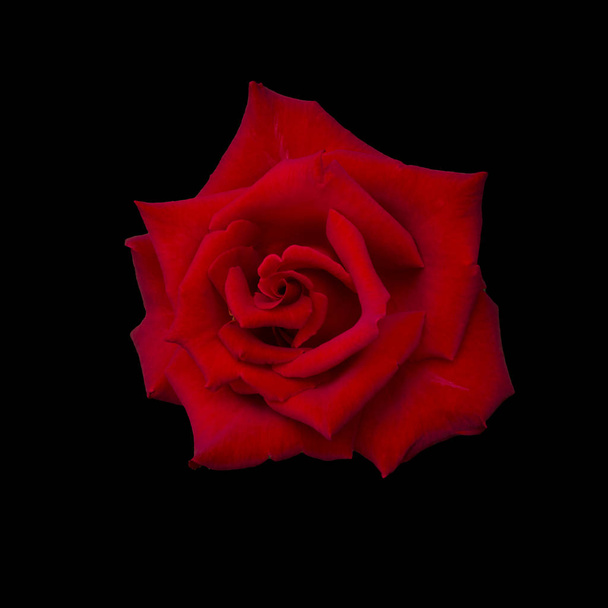 Dark red rose - Valokuva, kuva