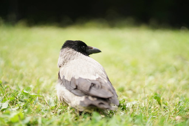 pták Straka na zelené trávě - Fotografie, Obrázek