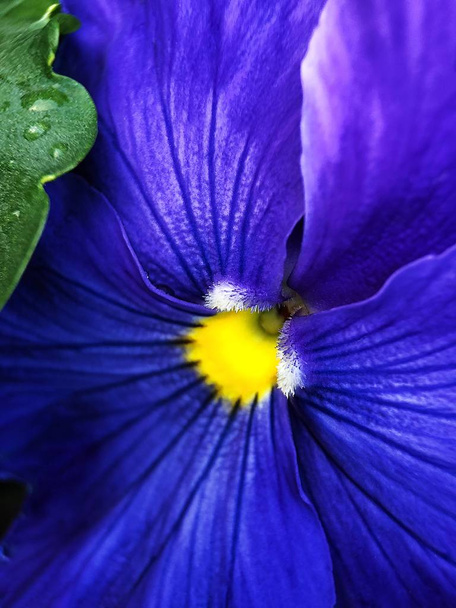 Imágenes, de Flores amarillas y violetas, fotos e imágenes de stock de Flores  amarillas y violetas