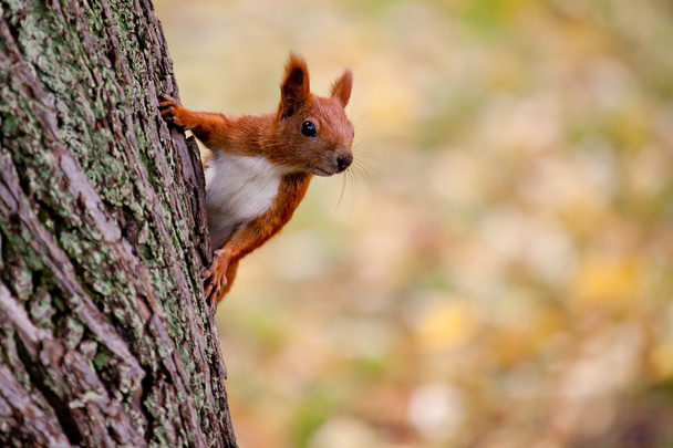 squirrel - Photo, Image