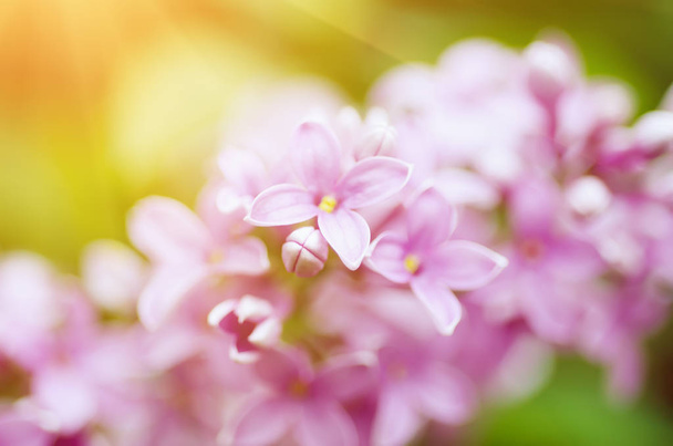 rama de flores lila - Foto, imagen