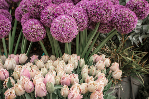 Kauniita värikkäitä kukkia katukukkakaupassa. Tulppaanit ja koriste sipuli. Rotterdam, Alankomaat
. - Valokuva, kuva