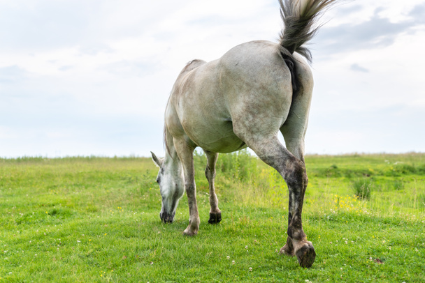 Mare grazing on the pasture, waving his tail and flies away from himself, rear view, countryside. Life in the village, Ukraine - Photo, Image
