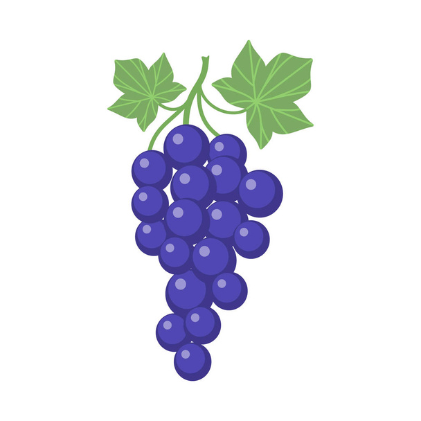 Grapes clipart cartoon with vine and leaves. Purple grapevine. - Vector, Image