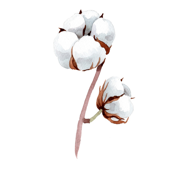 White soft cotton. Floral botanical flower. Isolated illustration element. - Photo, image