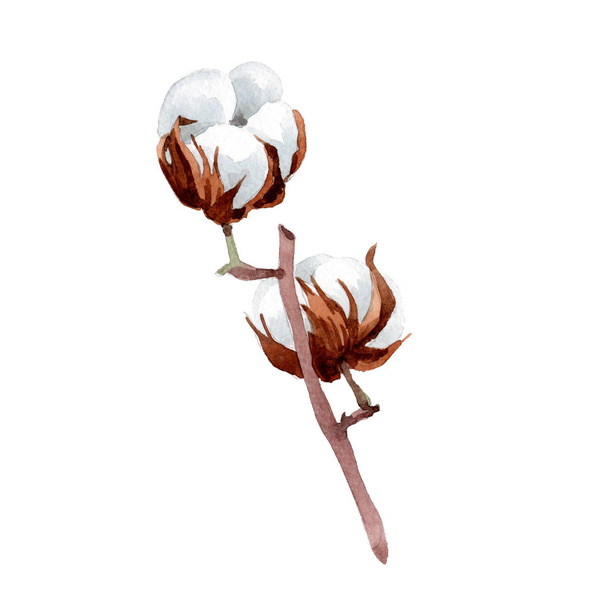 White soft cotton. Floral botanical flower. Isolated illustration element. - Foto, immagini