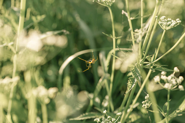 Kis pók helyek a spiderweb között fehér vadvirágok. Fehér vadvirágok mező háttér. Nyáron a természet. Achillea Millefolium, Egérfarkfű fehér. Nyári virágos textúra. Fehéroroszország - Fotó, kép