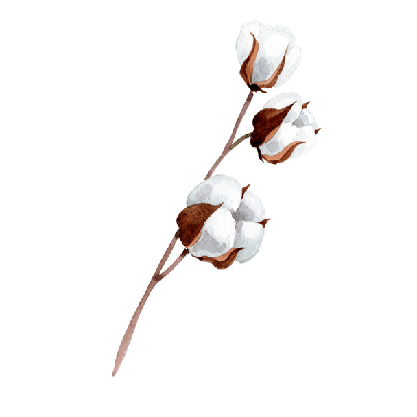 Fehér puha pamut. Virágos botanikai virág. Elszigetelt ábra elem. - Fotó, kép