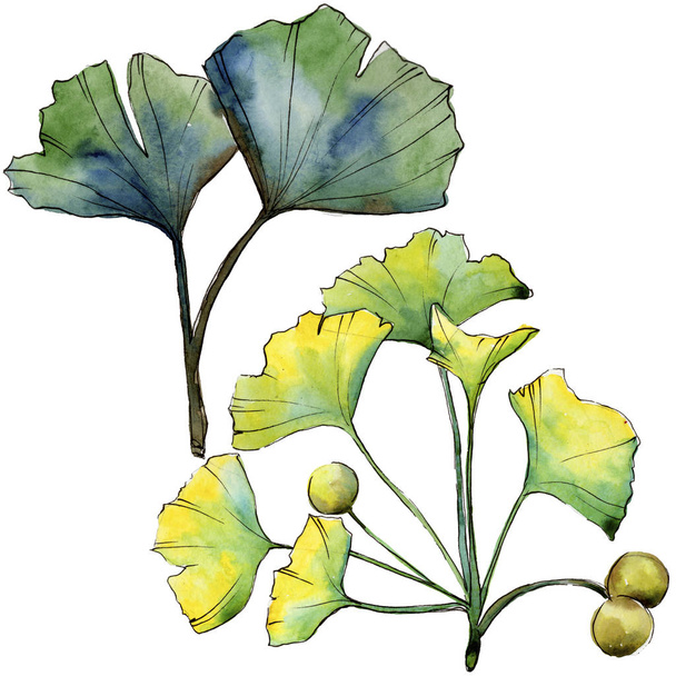 Green leaf ginkgo. Leaf plant botanical garden floral foliage. Isolated illustration element. - Fotoğraf, Görsel