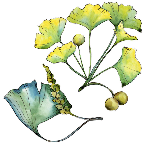 Grüner Blatt-Ginkgo. Blattpflanze botanischer Garten florales Laub. isoliertes Illustrationselement. - Foto, Bild