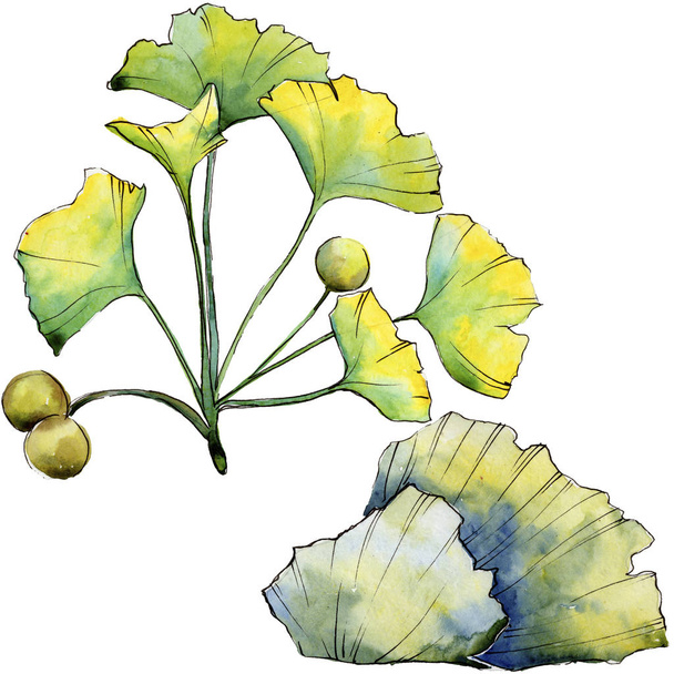 Green leaf ginkgo. Leaf plant botanical garden floral foliage. Isolated illustration element. - Foto, imagen
