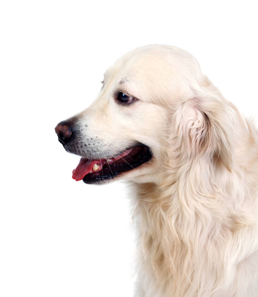 Golden Retriever pies na białym tle - Zdjęcie, obraz