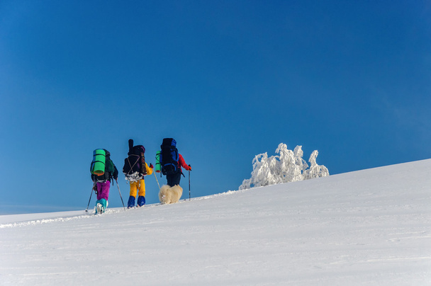 ryhmä retkeilijöitä Sammy koira talvella vuoristossa
 - Valokuva, kuva