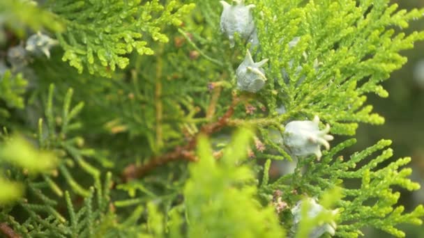 Platycladus is a distinct genus of evergreen coniferous tree in the cypress family Cupressaceae. immature cones of biota with drops of dew. 4k - Felvétel, videó