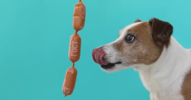 Hond probeert te eten van worst - Video