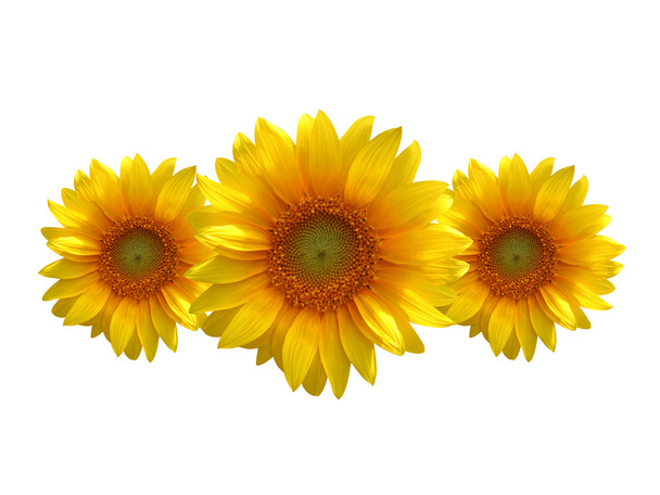 Sunflowers - Foto, afbeelding
