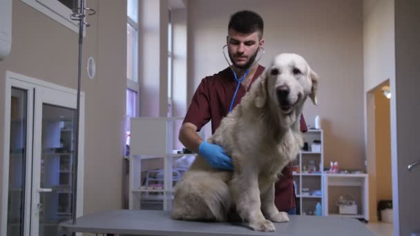 Weterynarza podczas pies kardiologii check-up o opieka - Materiał filmowy, wideo
