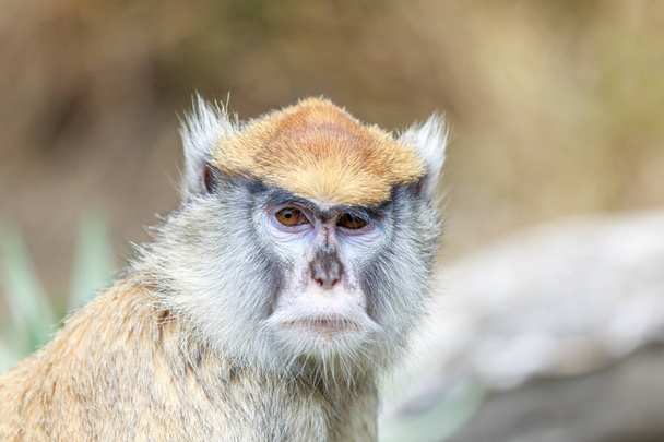 Patas Monkey Portrait. El mono patas, también conocido como el mono wadi o mono húsar, es un mono terrestre distribuido en áreas semiáridas de África Occidental, y en África Oriental.
. - Foto, imagen