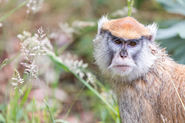 ΠΑΤΑΣ μαϊμού πορτρέτο. ΠΑΤΑΣ μαϊμού, επίσης γνωστή ως το wadi μαϊμού ή Πίθηκος ουσάρων, είναι μια μαϊμού εδάφους-κατοικία διανεμημένος σε ημιάγονες περιοχές της Δυτικής Αφρικής, και στην Ανατολική Αφρική. - Φωτογραφία, εικόνα
