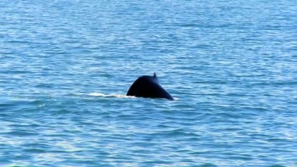 Ikonikus farok Hosszúszárnyú bálna, úszás, tiszta Izlandi vizeken - Felvétel, videó